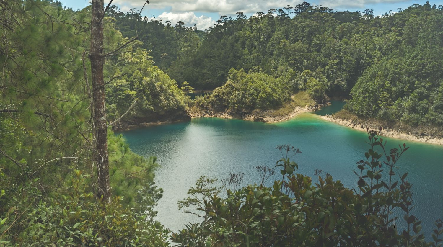 Laguna turquesa entre pinos