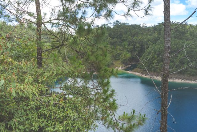 Laguna vista entre pinos
