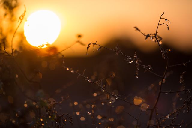 Sol poniente entre ramas secas