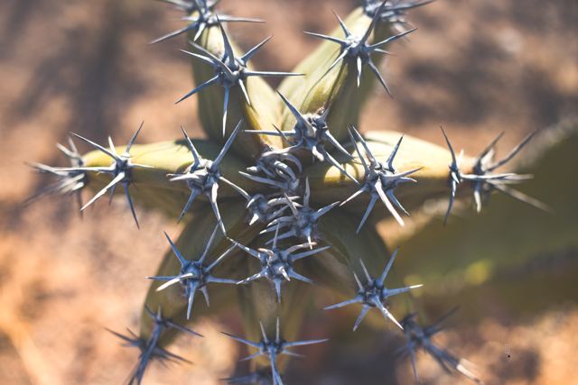 Cactus con espinas visto desde arriba