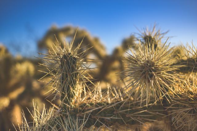 Cactus espinosos a contraluz