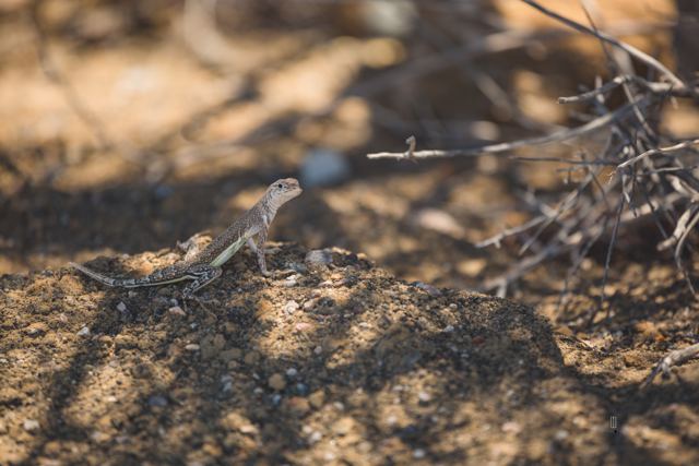 Lagartija sobre una roca entre ramas