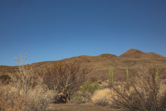 Cerros del desierto con matorrales y cactus columnares