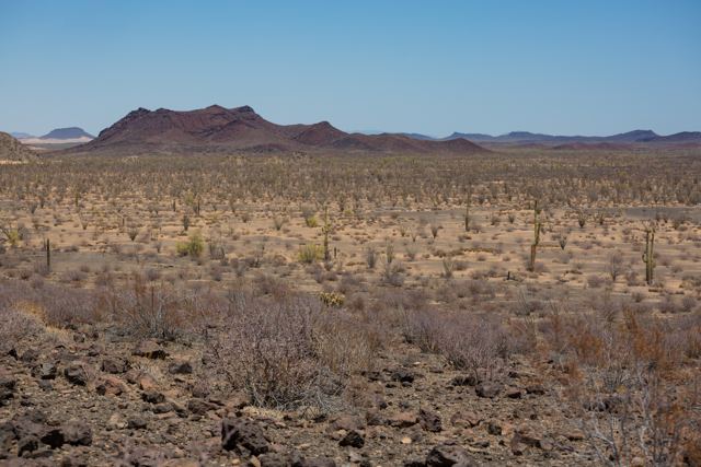 Llanura con cactus y cerros rojizos al fondo