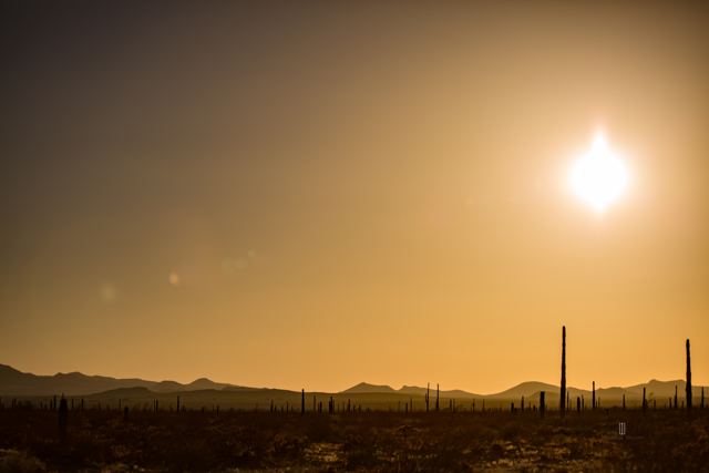 Atardecer dorado con cactus columnares en silueta