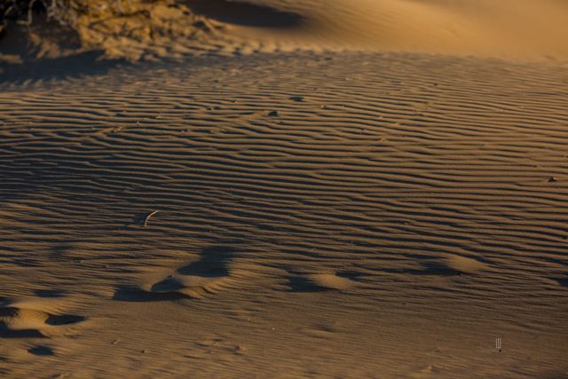 Ondas de arena en una duna, con huellas
