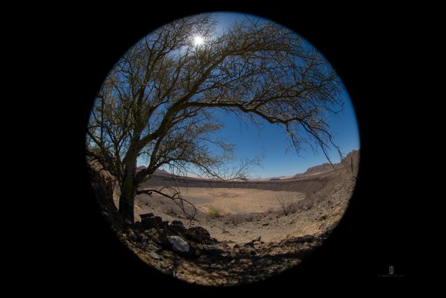 Árbol del desierto junto a un cráter, con lente ojo de pez