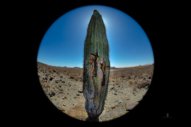 Cactus columnar visto con lente ojo de pez