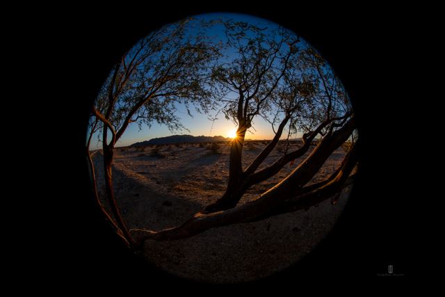 Árbol del desierto al atardecer con lente ojo de pez