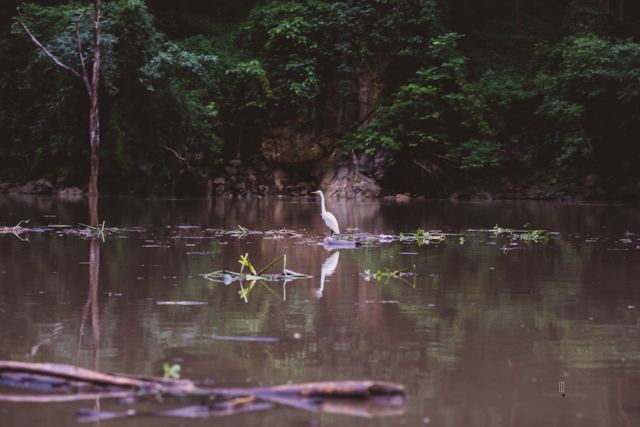 Garza blanca en el agua junto a la orilla