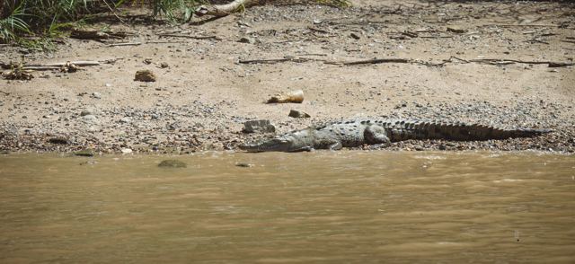 Cocodrilo descansando en la orilla del río