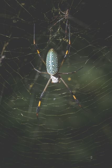 Araña de patas largas en su telaraña