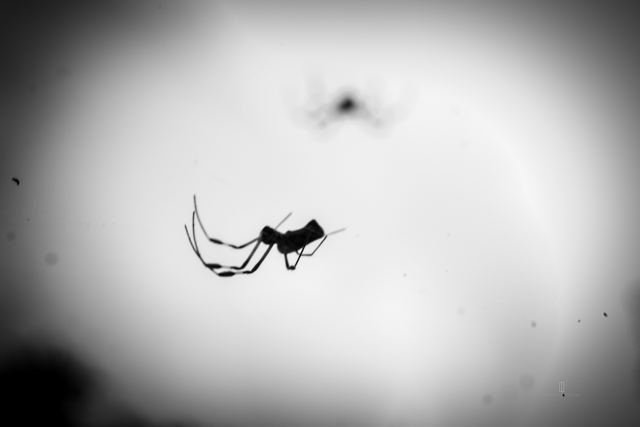 Silueta de una araña en su telaraña