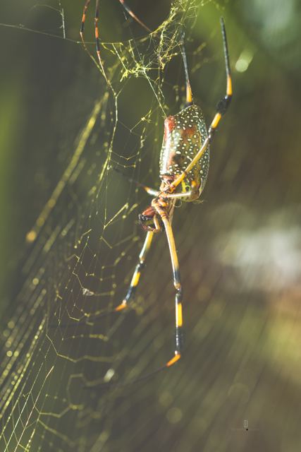 Araña en su telaraña entre la vegetación